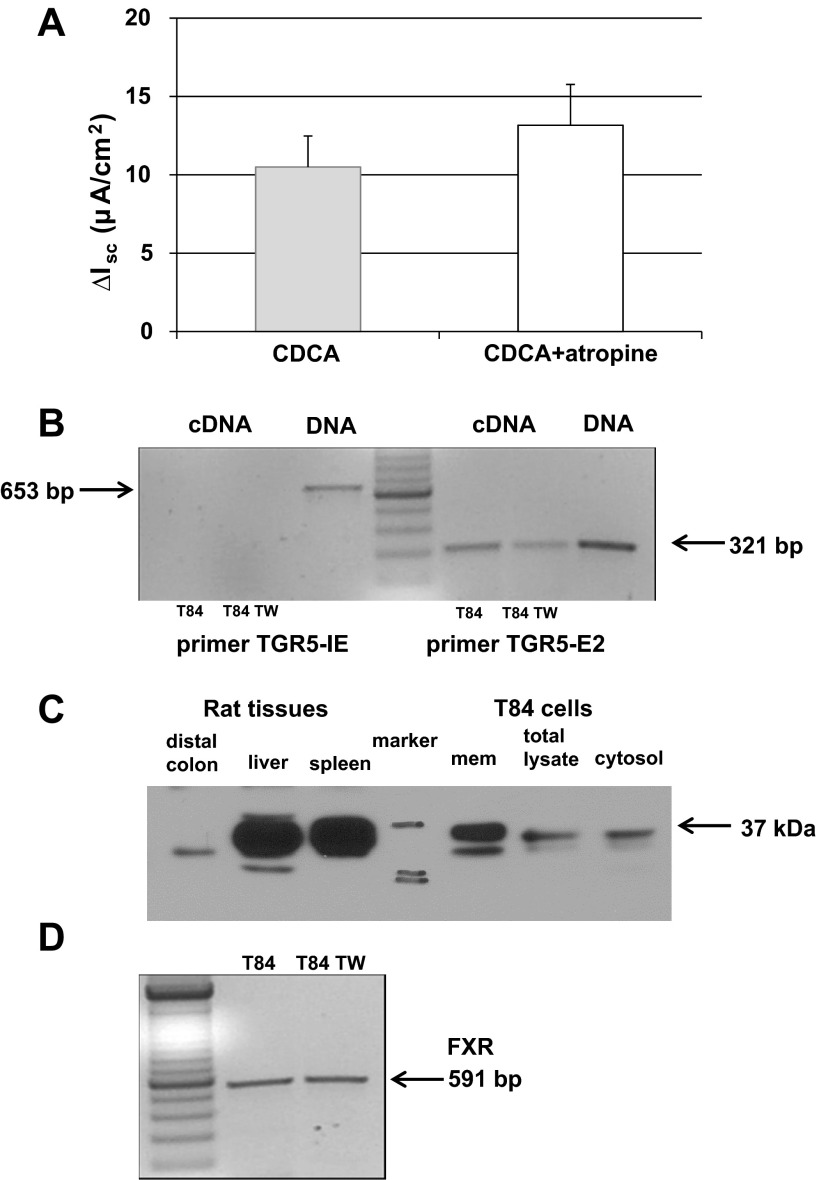 Fig. 9.