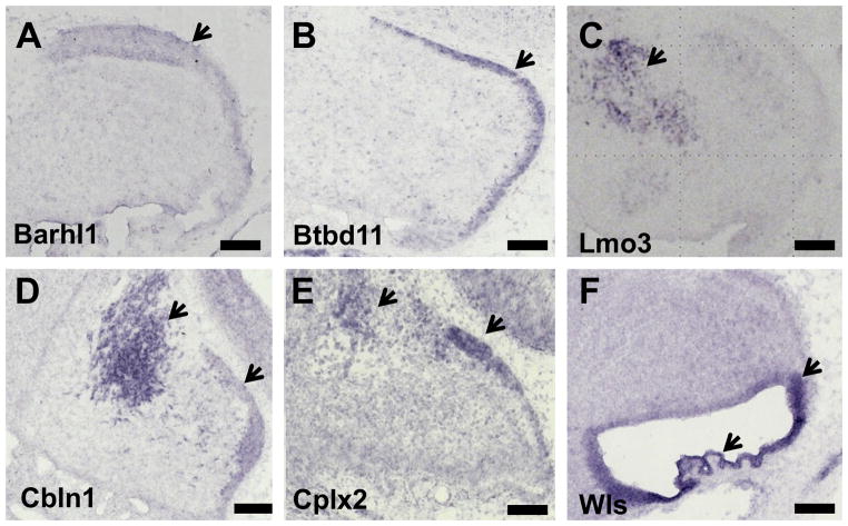 Fig 6