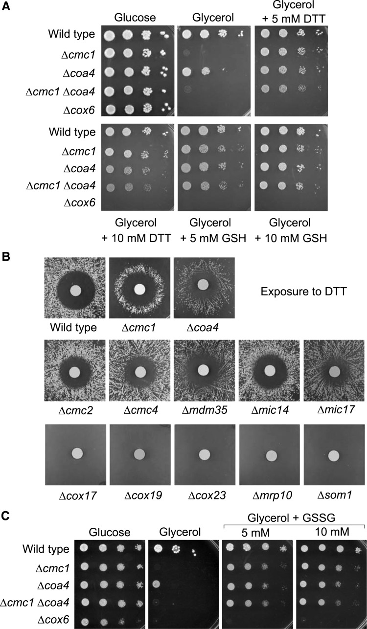 FIG. 2.