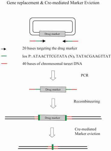 Figure 11