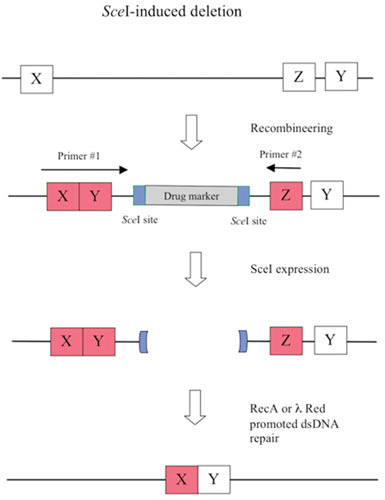 Figure 13