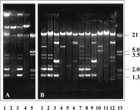 FIG. 2.