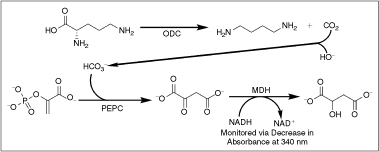 Scheme 1. 