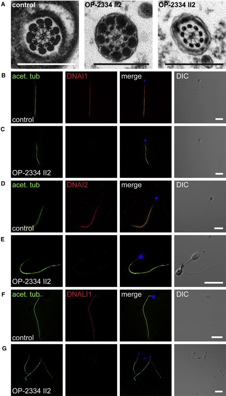 Figure 5