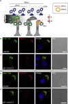 Figure 4