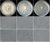 Fig. 21.
