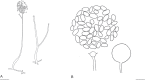 Fig. 9.