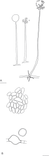 Fig. 11.