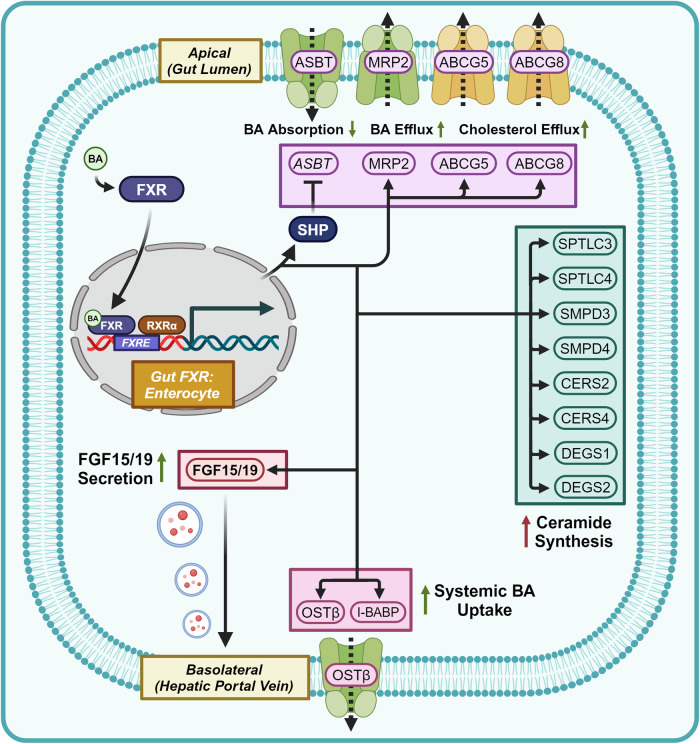 Fig. 6