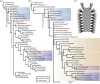 Phylogeny and reconstruction of Xiaoshibachaeta.