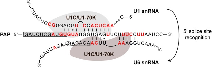 Figure 7.