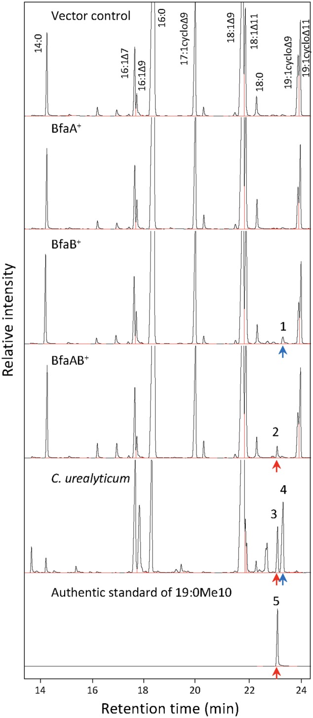 FIGURE 4