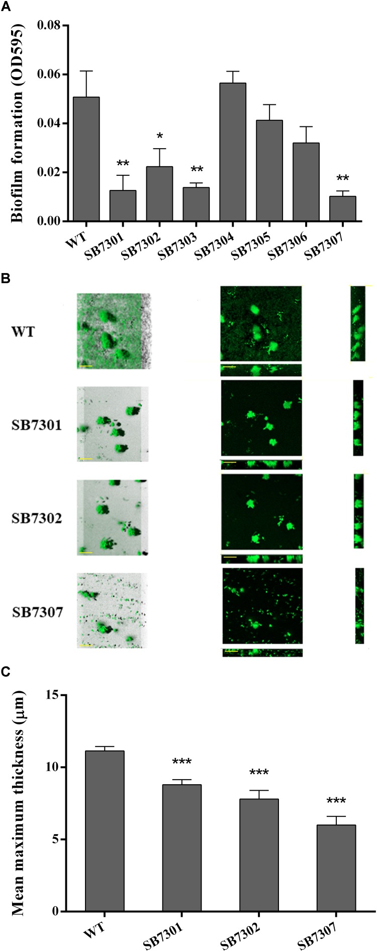 FIGURE 4