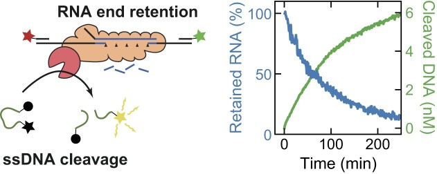 Graphical Abstract