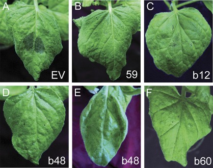 Fig. 8.