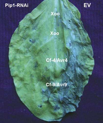 Fig. 10.