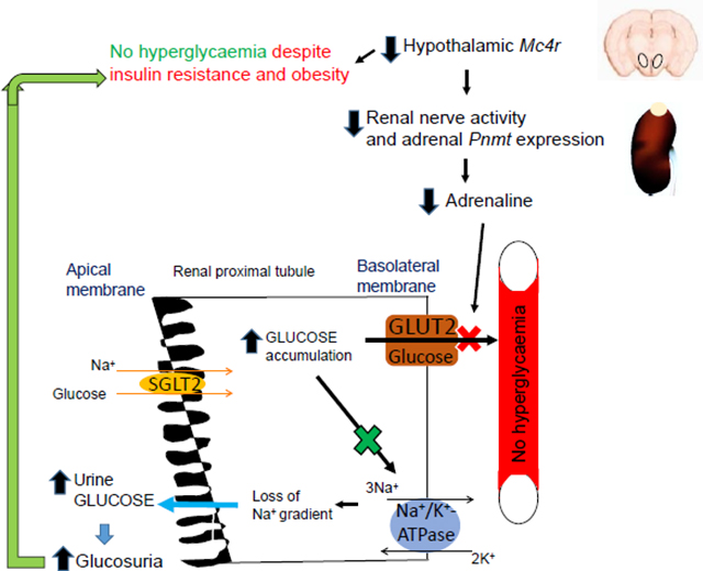 graphic file with name nihms-1637804-f0008.jpg