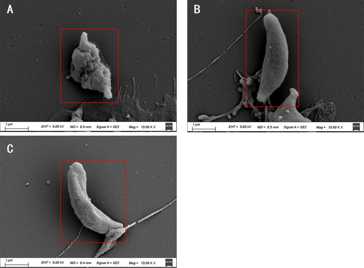 Figure 5