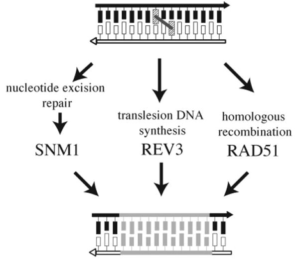 Figure 19