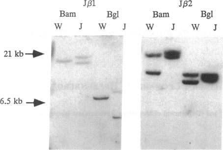 graphic file with name pnas01146-0255-a.jpg