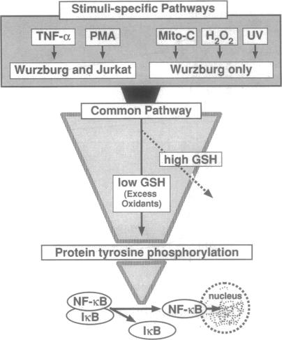 graphic file with name pnas01146-0257-a.jpg