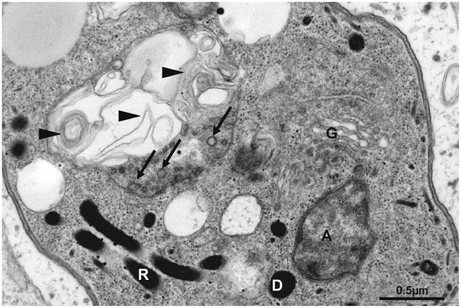 Figure 11