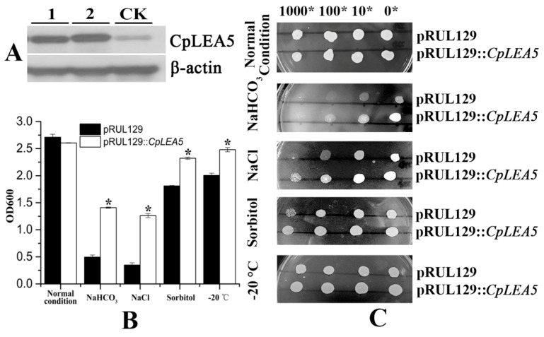 Figure 5