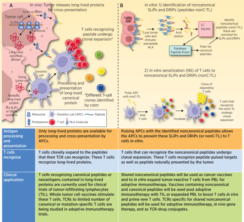 Figure 1. A, Progressively growing tumors are transcribing and translating canonical proteins. At the same time, NCPs derived from uORFs, 5′UTRs, ncRNAs, EREs, pseudogenes, and out-of-frame transcripts may also be generated, some of which can contribute to malignant properties of the cancer. The majority of these NCPs are SLiPs and DRiPs that will be rapidly degraded, and presented by HLA, but because of their short-lived nature are unable to be picked up, processed, and presented by APCs. Thus, the patient is unable to generate an immune response to these short-lived noncanonical proteins. When tumor cells die, the proteins that are available to be picked up and processed are predominantly long-lived proteins. Peptides derived from these long-lived proteins are the dominant antigens that the patient makes a T-cell response against. B, 1) In vitro isolated tumor cells are lysed, antibody to HLA class I is incubated with the lysate, and HLA molecules are immunoprecipitated. The peptides are next eluted from the HLA molecule and run through LC/MS-MS to identify peptide sequences. These data are then queried using a database (Peptide-PRISM) that identifies the peptides that were bound to HLA. These data are then filtered for canonical proteins. The result is a list of NCPs presented by HLA. 2) These NCPs (nonC-TL) were used in IVS assays to prime and expand T cells able to recognize the NCPs. In some cases, the expanded T cells recognized the NCP pulsed onto APC. These also recognized naturally presented peptide on tumor cells and secreted IFNγ or upregulated 4–1BB expression. TCRs isolated from these expanded T cells also recognize the NCP.