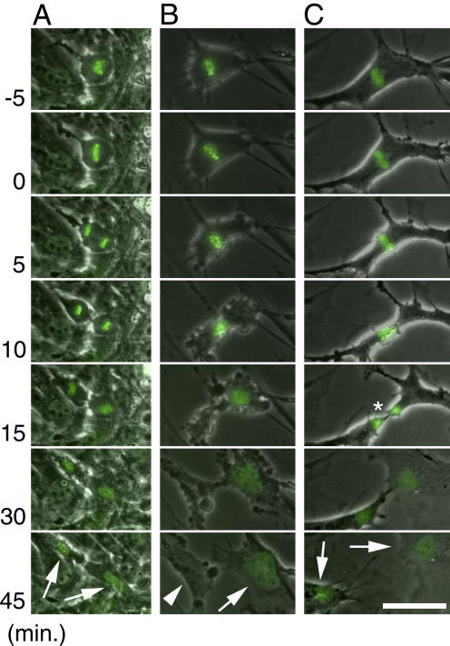 Figure 7.