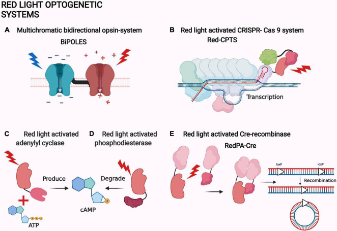 FIGURE 4