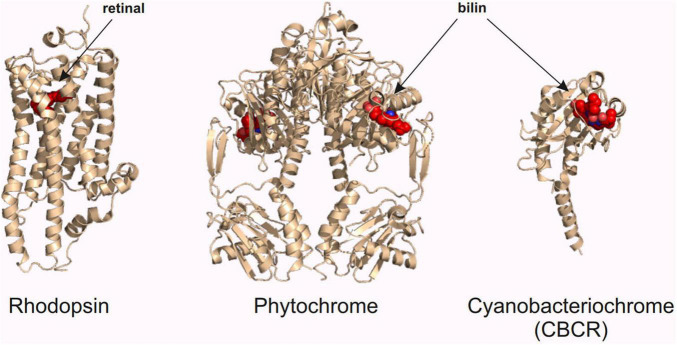 FIGURE 3