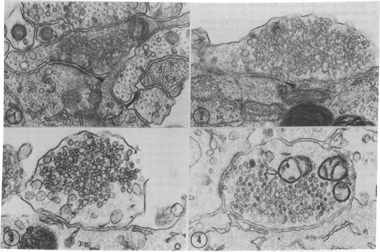 graphic file with name pnas00041-0443-a.jpg