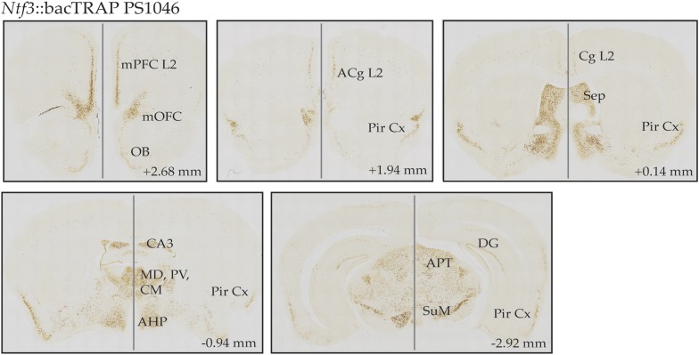 Figure 1—figure supplement 1.