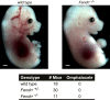 Figure 3—figure supplement 1.