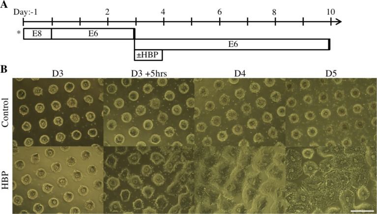 Figure 6—figure supplement 4.