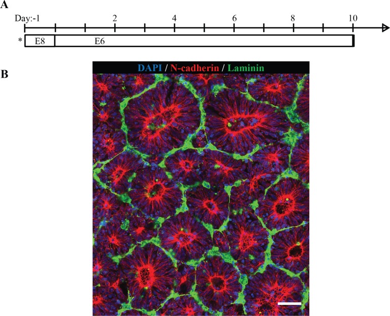 Figure 6—figure supplement 1.