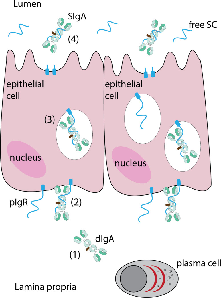 Fig. 2