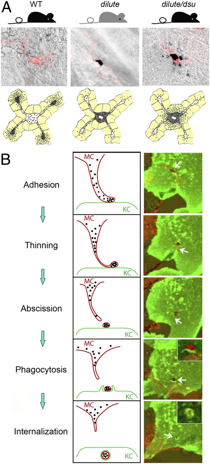 Fig. P1.