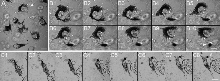 Fig. 7.