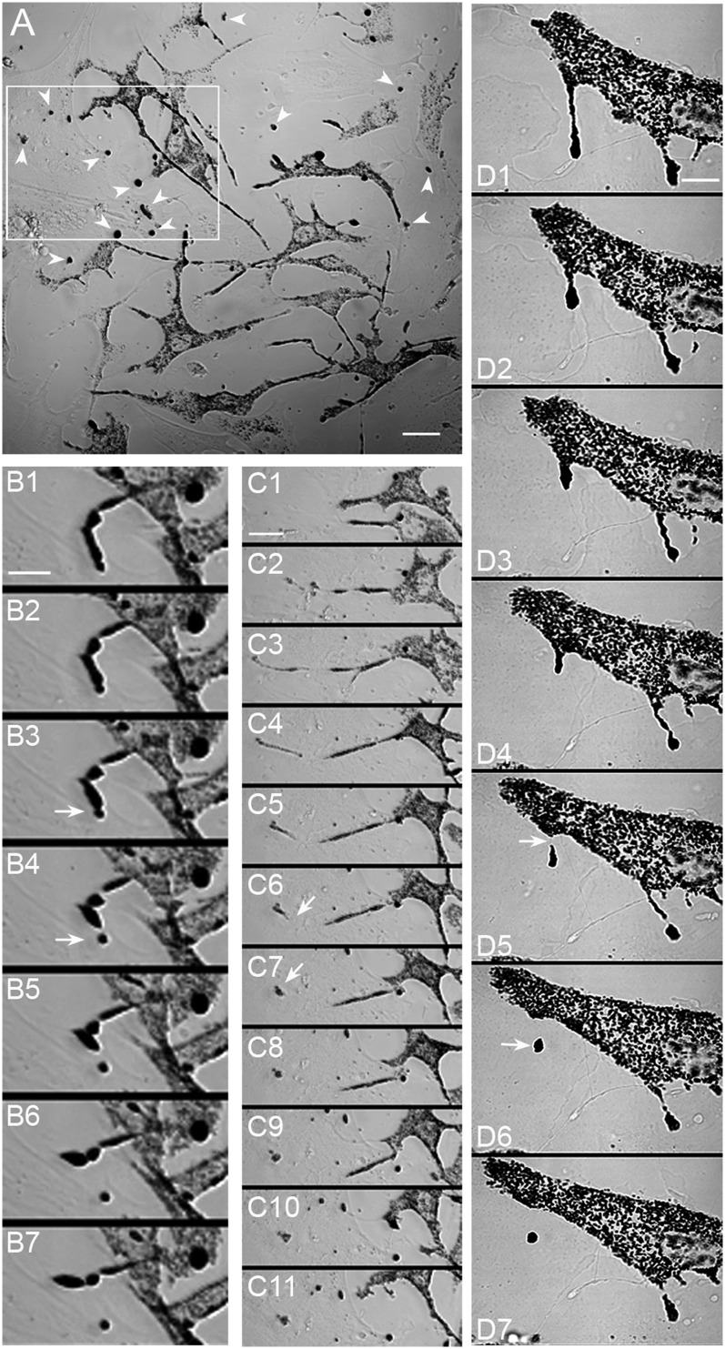 Fig. 4.