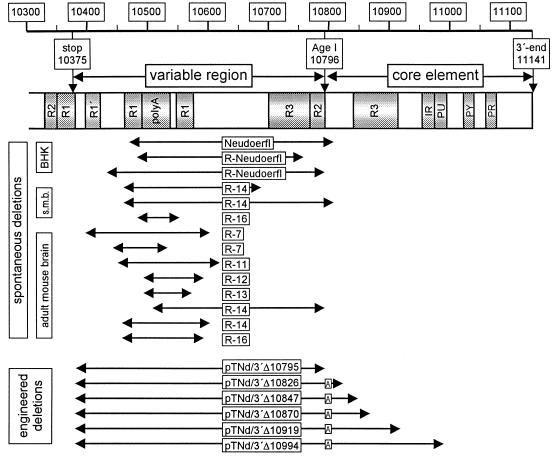 FIG. 1