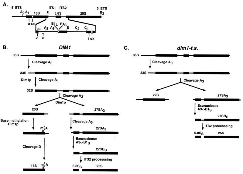 FIG. 1