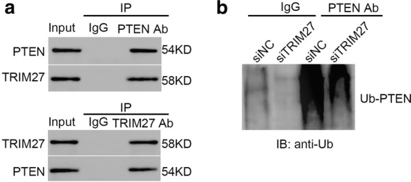 Fig. 5