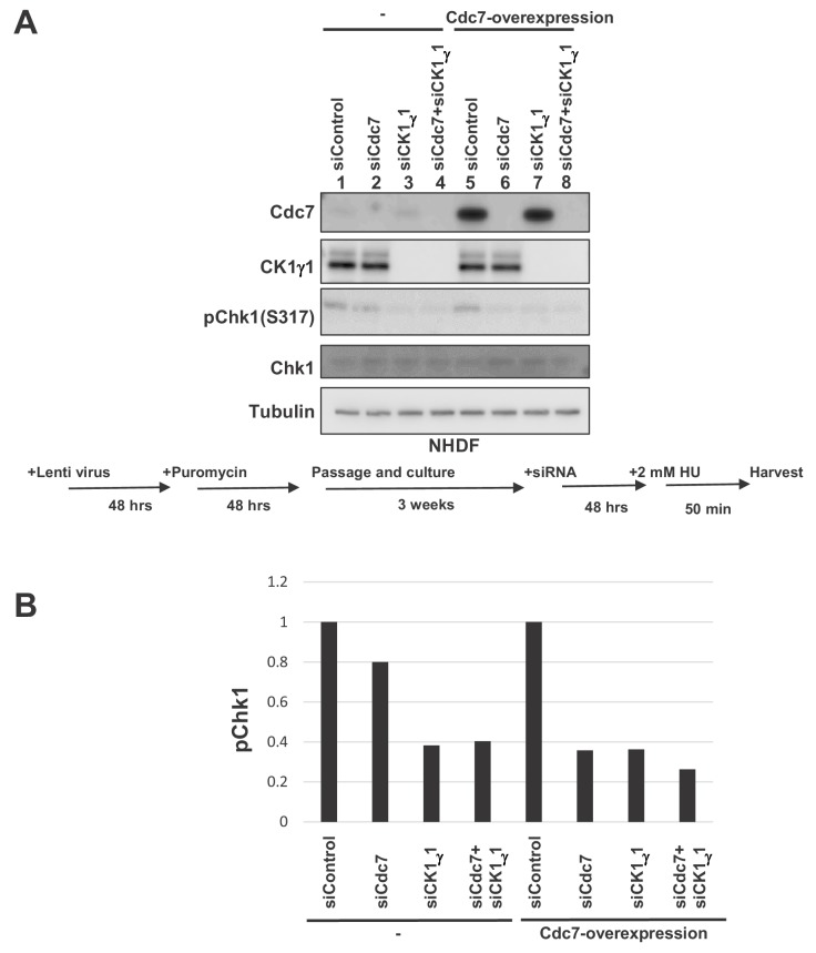 Figure 7—figure supplement 3.