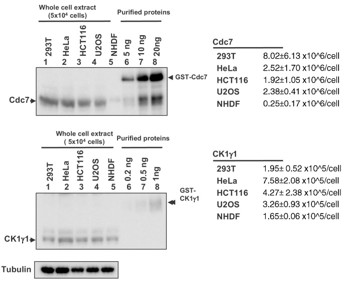 Figure 7—figure supplement 2.