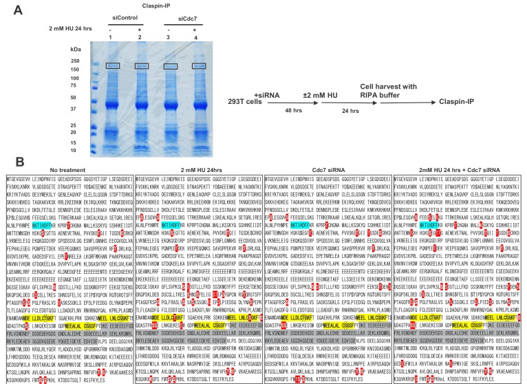 Figure 4—figure supplement 1.