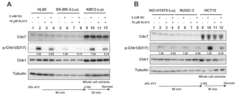 Figure 7—figure supplement 1.