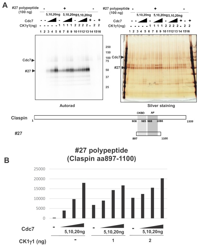 Figure 6—figure supplement 1.