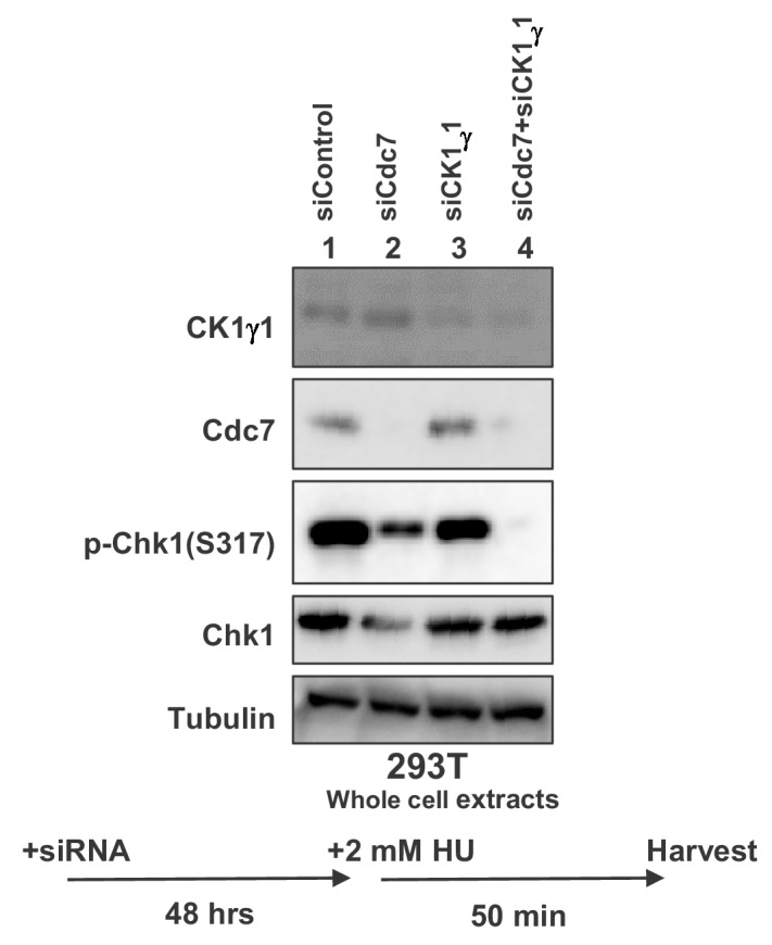 Figure 5—figure supplement 5.