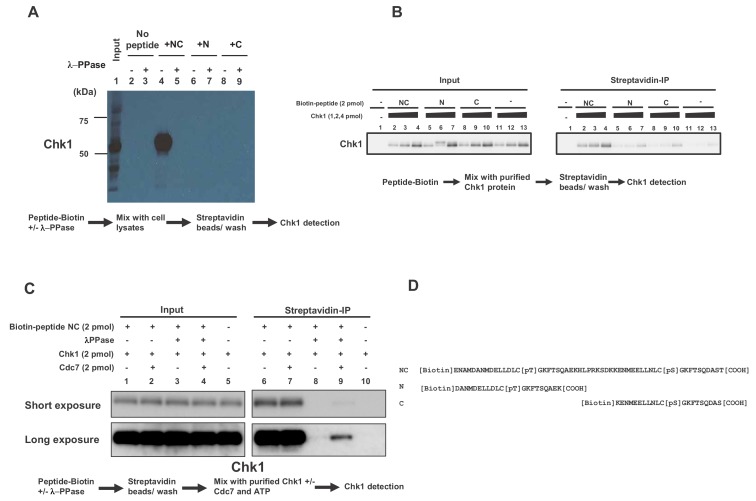 Figure 2—figure supplement 1.